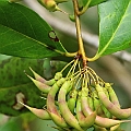 Aegiceras corniculatum (River Mangrove) ツノヤブコウジ<br />Canon EOS 6D + EF70-200 F4L